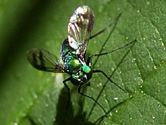 Long-legged Fly